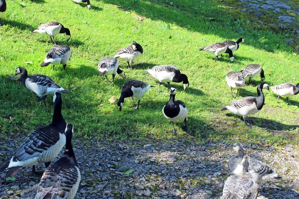 Barnacle gäss i parken Helsingfors — Stockfoto