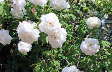 Arka plandan yaprakları ve beyaz çiçek gül