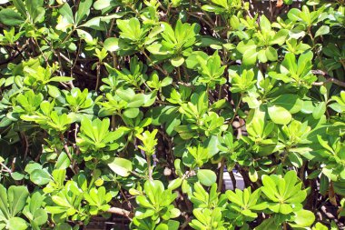 Yeşil yaprakları Hedge arka plan