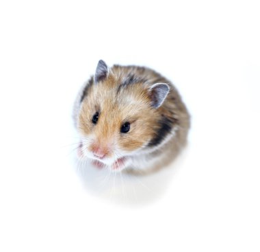 Onun arka ayakları üzerinde beyaz izole kahverengi Suriye hamster duruyor