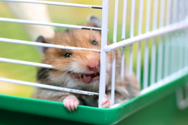 Why do hamsters chew on cage cheap