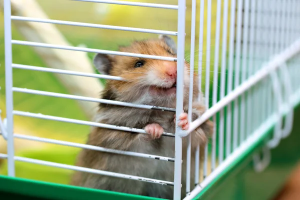 Hamster syrien brun ronge dans une cage — Photo