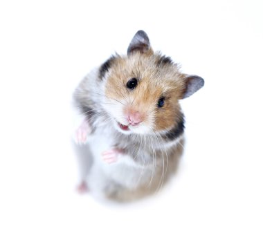 Onun arka paws izole kahverengi Suriye hamster standları