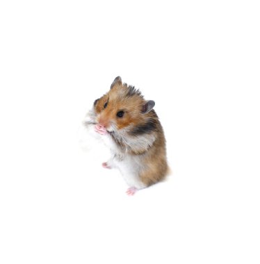 Onun arka paws izole kahverengi Suriye hamster standları