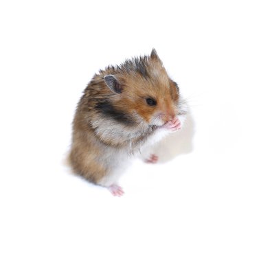 Onun arka paws izole kahverengi Suriye hamster standları