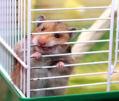 Özgürlük, gösteri için istekli bir kafesin içine kahverengi Suriye hamster kemiren