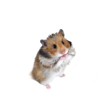 Onun arka paws izole kahverengi Suriye hamster standları