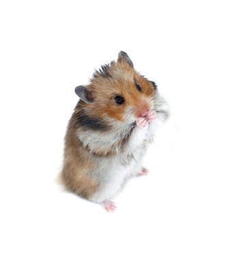 Onun arka paws izole kahverengi Suriye hamster standları