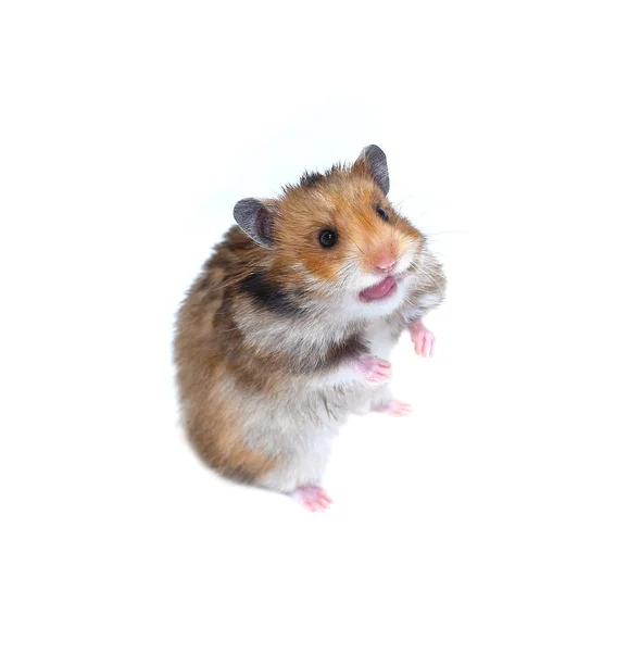 Brown hamster sírio fica em suas patas traseiras e mostrando língua — Fotografia de Stock