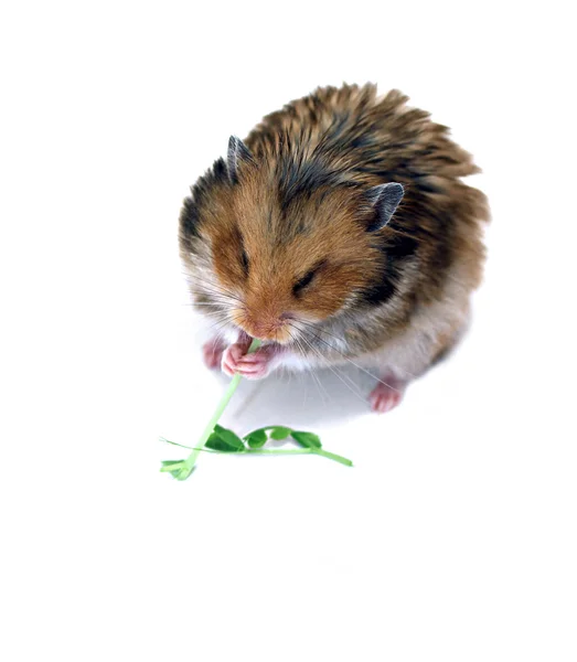 Hamster sirio marrón sentado y comiendo tallo verde de una planta —  Fotos de Stock