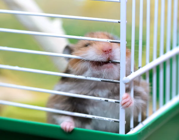 Hnědý křeček syrský hlodá v kleci — Stock fotografie