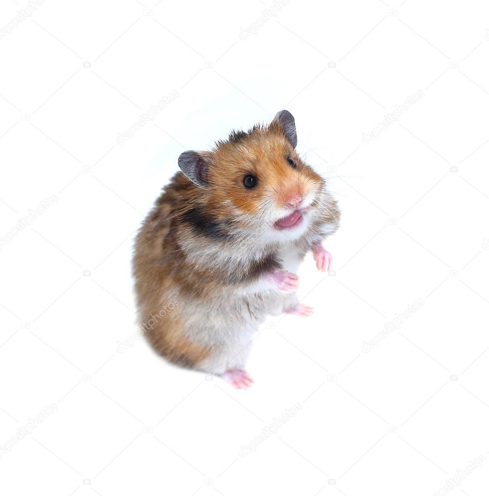 Brown Syrian hamster stands on his hind paws and showing tongue 