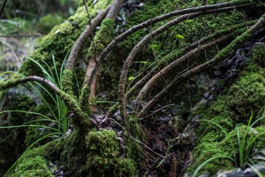 yemyeşil bir ormanda dallar ve kökler