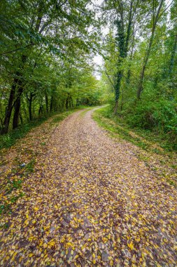 Sonbahar ormanının içinden geçen yol