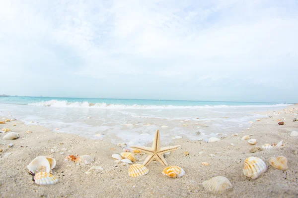 Dubai, Blue sky beach dalga deniz yıldızı