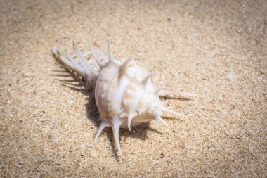Kumsalda deniz kabuğu