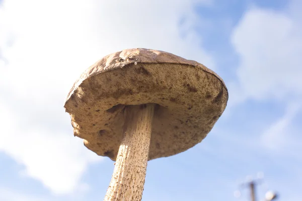 Büyük mantar mavi gökyüzü