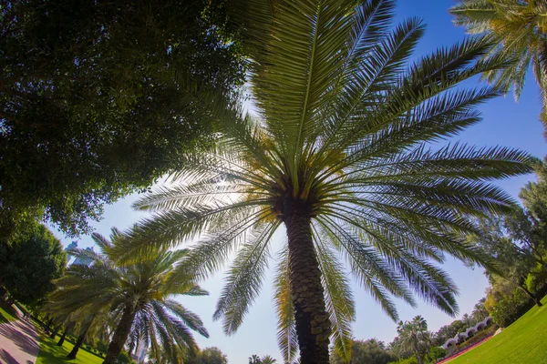 Güneş park Dubai palm