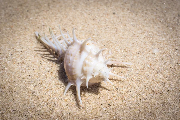 Kumsalda deniz kabuğu
