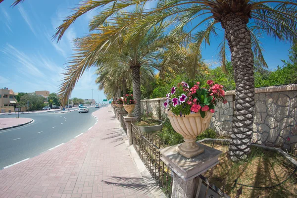 Dubai, road flower palm — Stockfoto