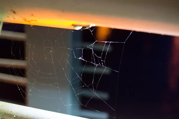 Örümcek ağı Köprü