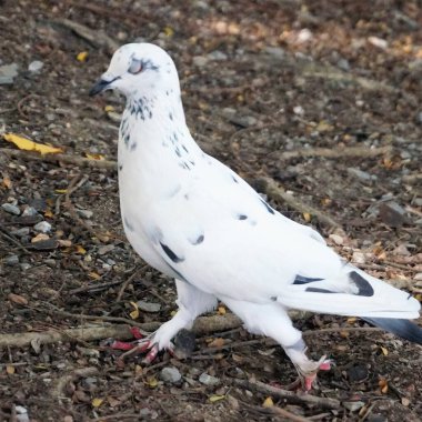 Gün ışığında yiyecek bulmak için bahçede yürüyen beyaz bir güvercin..