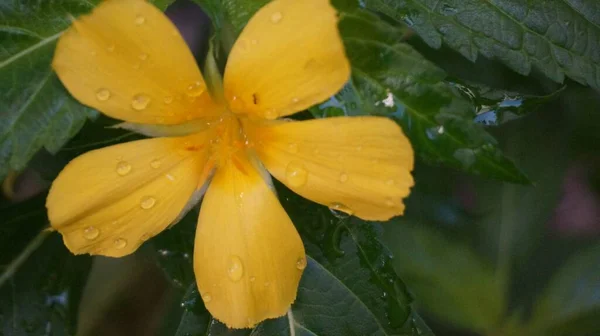 Planta Bienal Con Flores Amarillas Que Florecerán Todo Año Plantadas — Foto de Stock