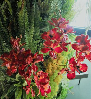 Vahşi orkide buketi, arkası eğreltiotu yapraklarıyla dolu. Güneş ışığının pencereden yansıyarak yumuşak, güzel bir ışık oluşturduğu yer.