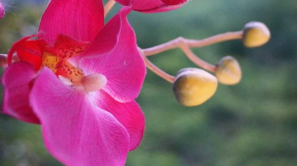 Kvetoucí Fialová Orchidej Květinami Které Budou Kvést Rozmazané Pozadí Stock Fotografie