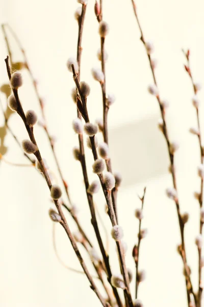 Weiden schöner Frühling — Stockfoto