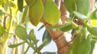 Yapraklar küçük bir damla