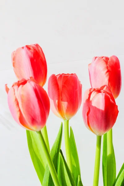 Красивые цветы тюльпаны — стоковое фото