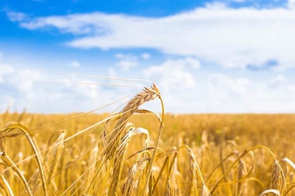 Campo de trigo — Foto de Stock