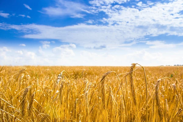 Wheat field Stock Picture