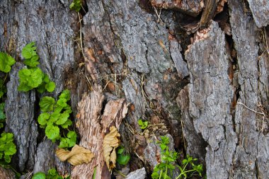 Bitkiler ile ahşap arka plan