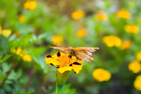 Butterfly on a flower — Stock Photo, Image