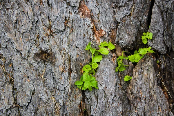 Holz Hintergrund mit Pflanzen — Stockfoto