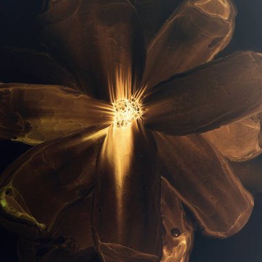 Siyah arka planda bir resim. Alkol mürekkebi modern soyut resim, modern sanat. Resmin renkli ve soyut arkaplanı. Soyut renkli arkaplan, duvar kağıdı. Çağdaş sanat.