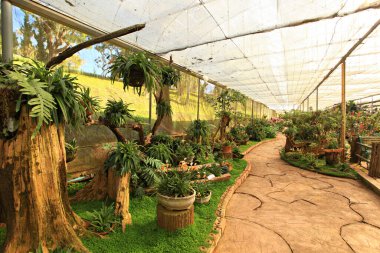 Royal Garden 'ın güzel doğası Siri Phum ve Royal 80 Garden Inthanon Royal Project, Chiang Mai Eyaleti, Tayland