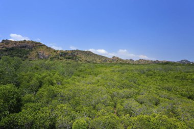 Scenery of the ecological tourist attraction, mangrove forest, Pranburi Forest Park, Prachuap Khiri Khan Province, Thailand 