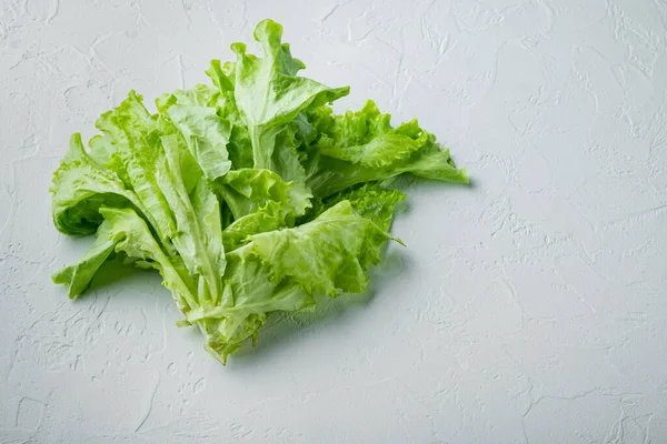 Raw organic green, oak lettuce, on white background with copy space for text