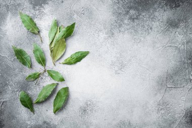 Aromatik organik defne yaprakları, gri taş zemin üzerinde, üst görünüm, düz yatış, metin alanı için kopyalama alanı