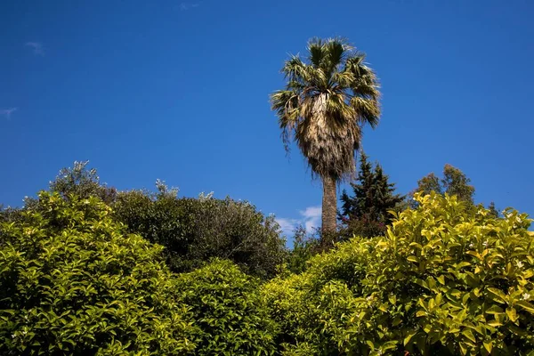 Kalabalıktan uzak dur - portakal ağaçları arasında palmiye ağacı, açık mavi gökyüzü — Stok fotoğraf