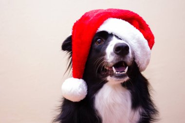 Siyah-beyaz Border Collie Noel Baba şapkalı bir Noel köpeği.
