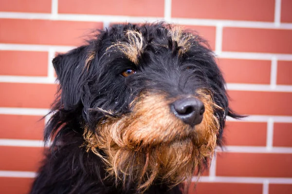 Cão no abrigo de animais, na frente da parede de tijolos — Fotografia de Stock