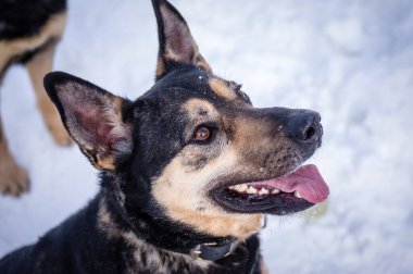 Karlı bir geçmişi olan bir hayvan barınağında Alman çoban köpeğinin yakın çekimi.