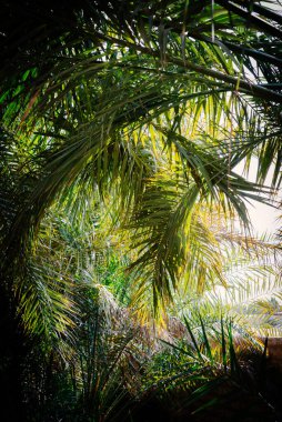 Bir avuç palmiye yaprağı eğiliyor ve güneş ışığıyla doğal bir mağara etkisi yaratıyor.
