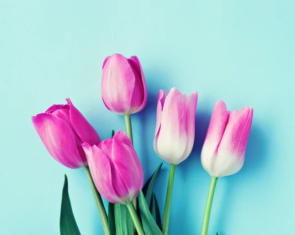 Hermosos tulipanes brillantes — Foto de Stock