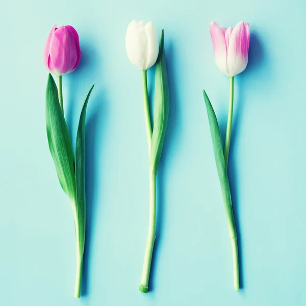 Piękne tulipany jasne — Zdjęcie stockowe