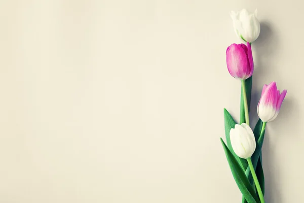 Beautiful spring tulips — Stock Photo, Image